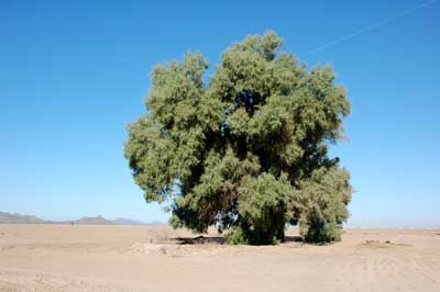 درخت گز آتِل